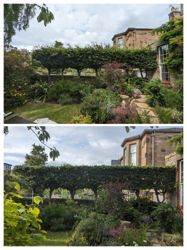 Pleached beech hedge